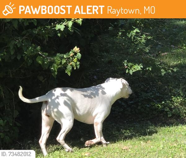 Found/Stray Female Dog last seen Maywood and ash, Raytown, MO 64133