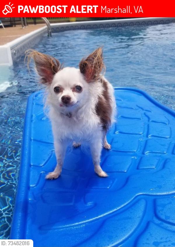 Lost Female Dog last seen Grove Lane and 17, Marshall, VA 20115