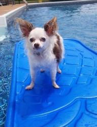 Lost Female Dog last seen Grove Lane and 17, Marshall, VA 20115