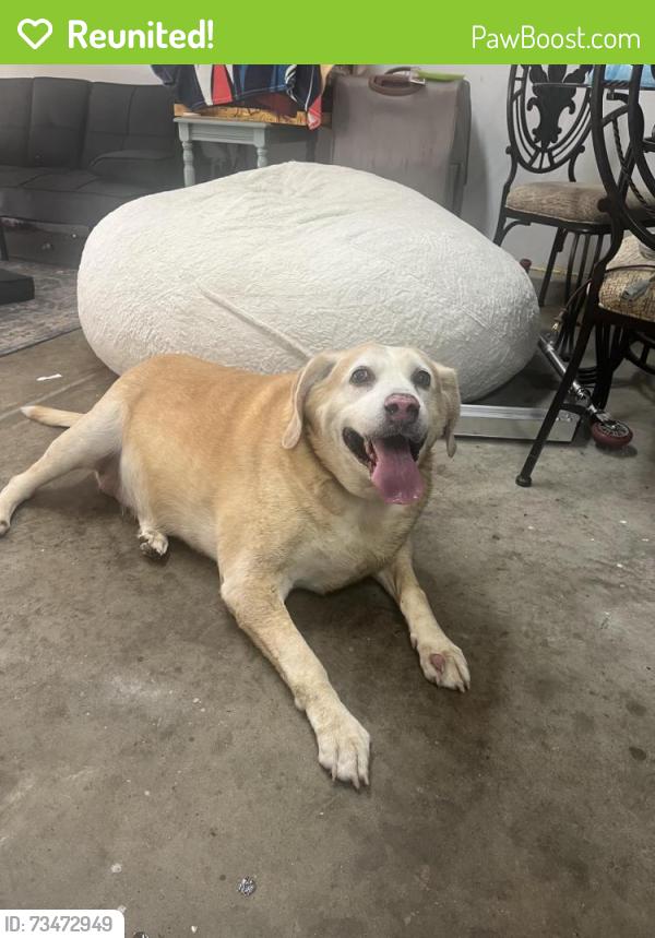 Reunited Female Dog last seen The Hampshires, Mooresville, NC 28115