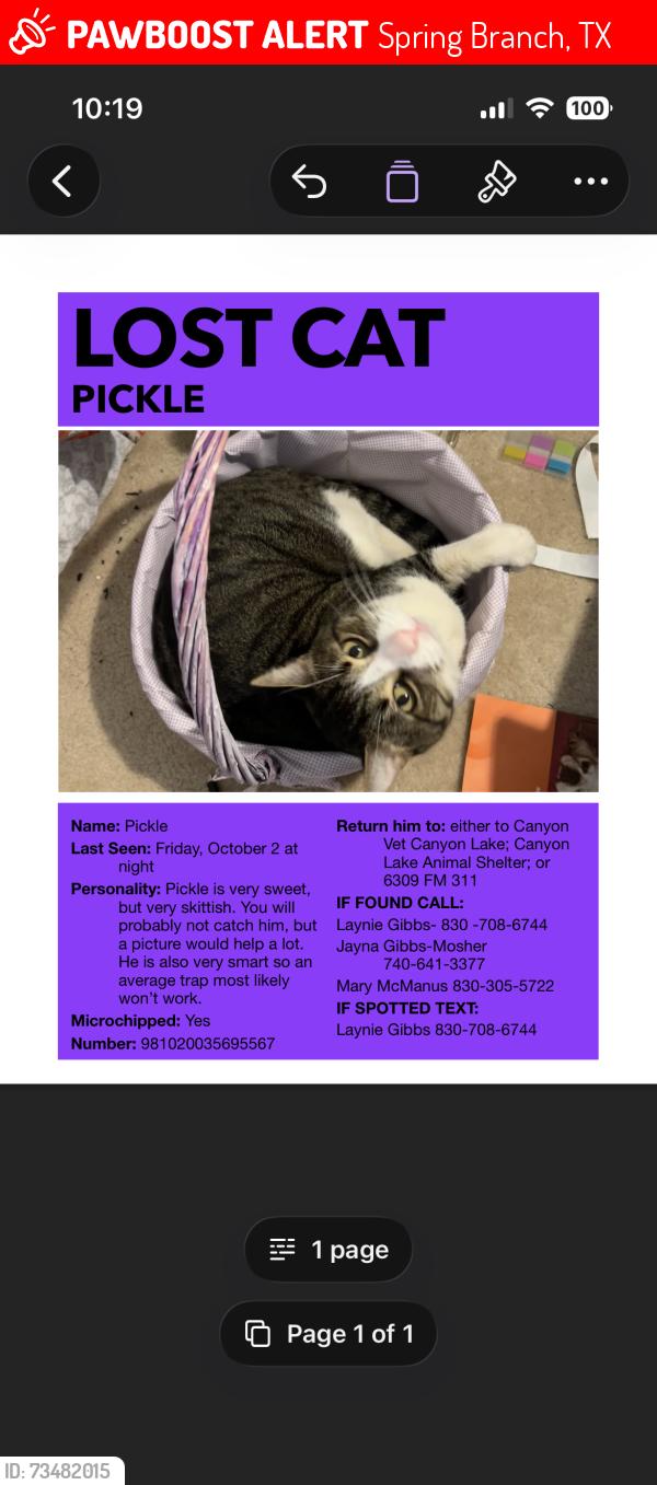 Lost Male Cat last seen Near FM 311, Spring Branch, TX 78070