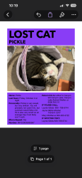 Lost Male Cat last seen Near FM 311, Spring Branch, TX 78070