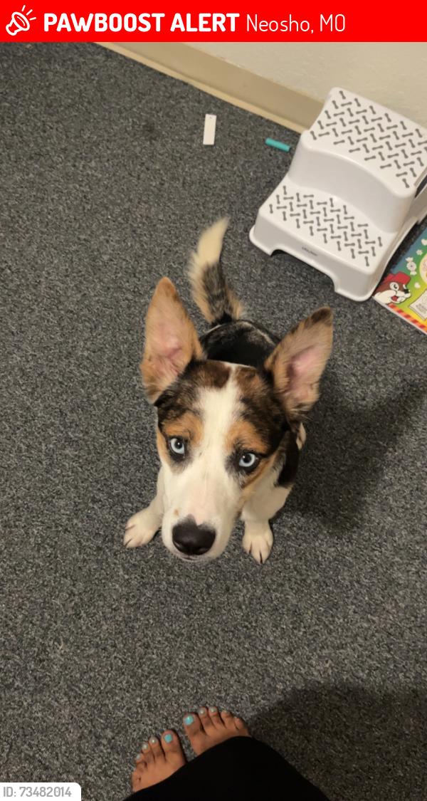 Lost Male Dog last seen Running in tall grass, Neosho, MO 64850