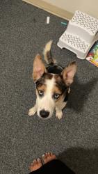 Lost Male Dog last seen Running in tall grass, Neosho, MO 64850