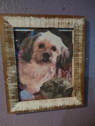 Lost Male Dog last seen Southcross, San Antonio, TX 78211