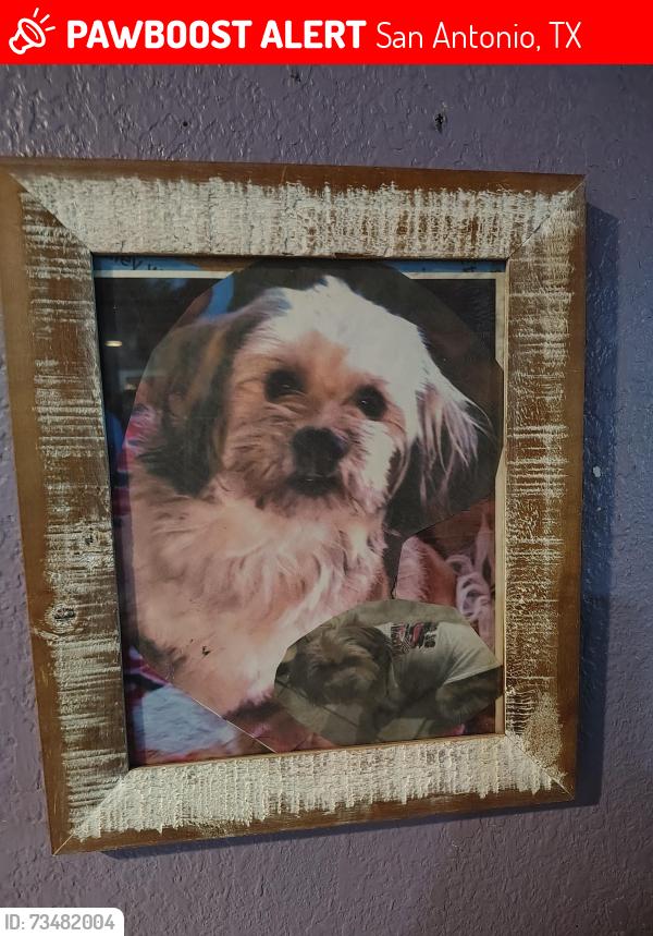 Lost Male Dog last seen Southcross, San Antonio, TX 78211