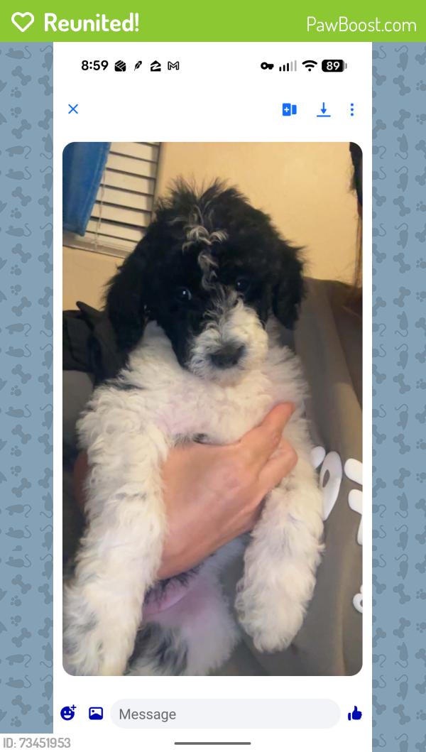 Reunited Female Dog last seen Litchfield Park area near Cercado Lane off Camelback, Litchfield Park, AZ 85340