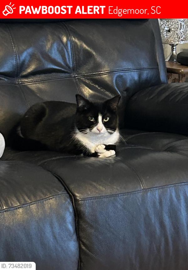 Lost Female Cat last seen Hicklin Bridge. Davies Rd., Edgemoor, SC 29712