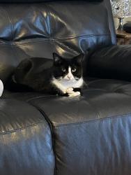 Lost Female Cat last seen Hicklin Bridge. Davies Rd., Edgemoor, SC 29712