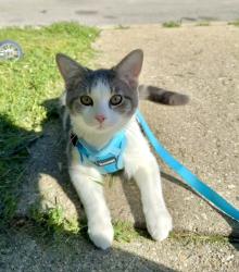 Reunited Male Cat last seen Raynor Ave and Sullivan Ct, Crest Hill, IL 60403