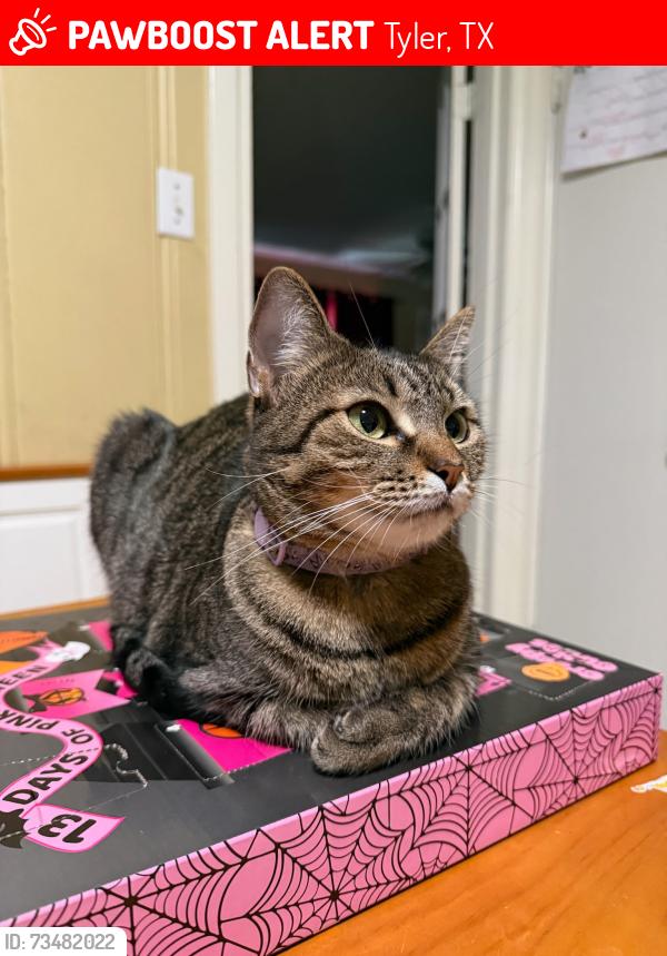 Lost Female Cat last seen Curtis and Dennis Dr… Neighborhood around Green Acres, Tyler, TX 75701