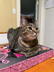 Lost Female Cat last seen Curtis and Dennis Dr… Neighborhood around Green Acres, Tyler, TX 75701
