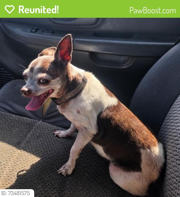 Reunited Female Dog last seen Greenhedge and Kingsley, Anaheim, CA 92806