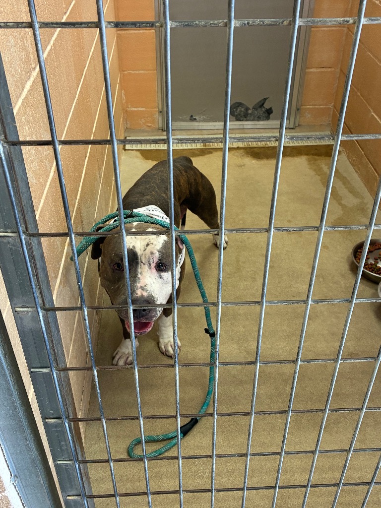 Shelter Stray Male Dog last seen Bexar County, 3353 Morningside Dr, New Braunfels, TX 78132, USA