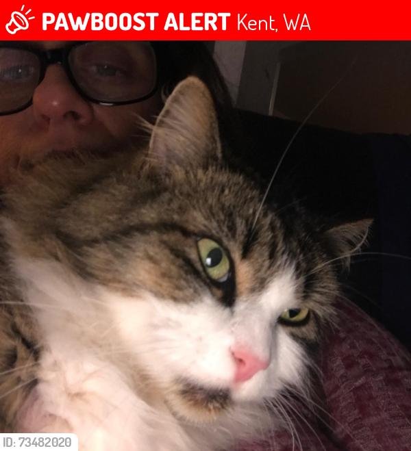 Lost Female Cat last seen kent ridge high school near, Kent, WA 98031