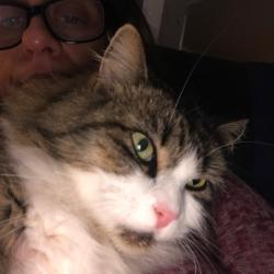 Lost Female Cat last seen kent ridge high school near, Kent, WA 98031
