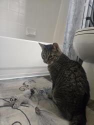 Found/Stray Male Cat last seen 51st & Thunderbird, Glendale, AZ 85306