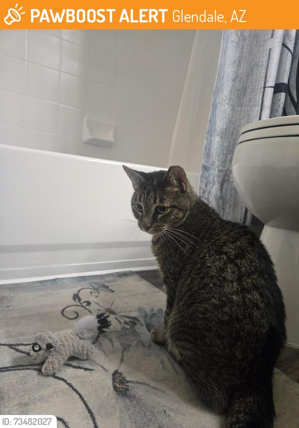 Found/Stray Male Cat last seen 51st & Thunderbird, Glendale, AZ 85306