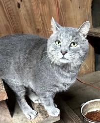Found/Stray Male Cat last seen Mt Willing Rd between Oak Grove Church Rd and Buckhorn Rd, Orange County, NC 27302