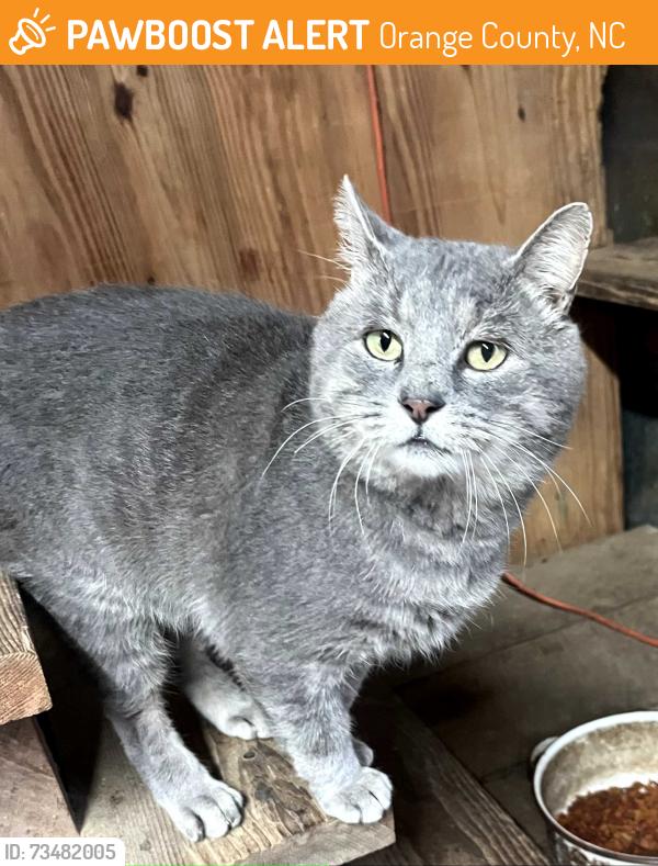 Found/Stray Male Cat last seen Mt Willing Rd between Oak Grove Church Rd and Buckhorn Rd, Orange County, NC 27302