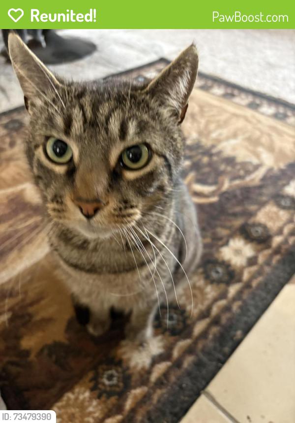 Reunited Male Cat last seen Near Boynton Valley Rd, Manchester, TN 37355, USA, Manchester, TN 37355