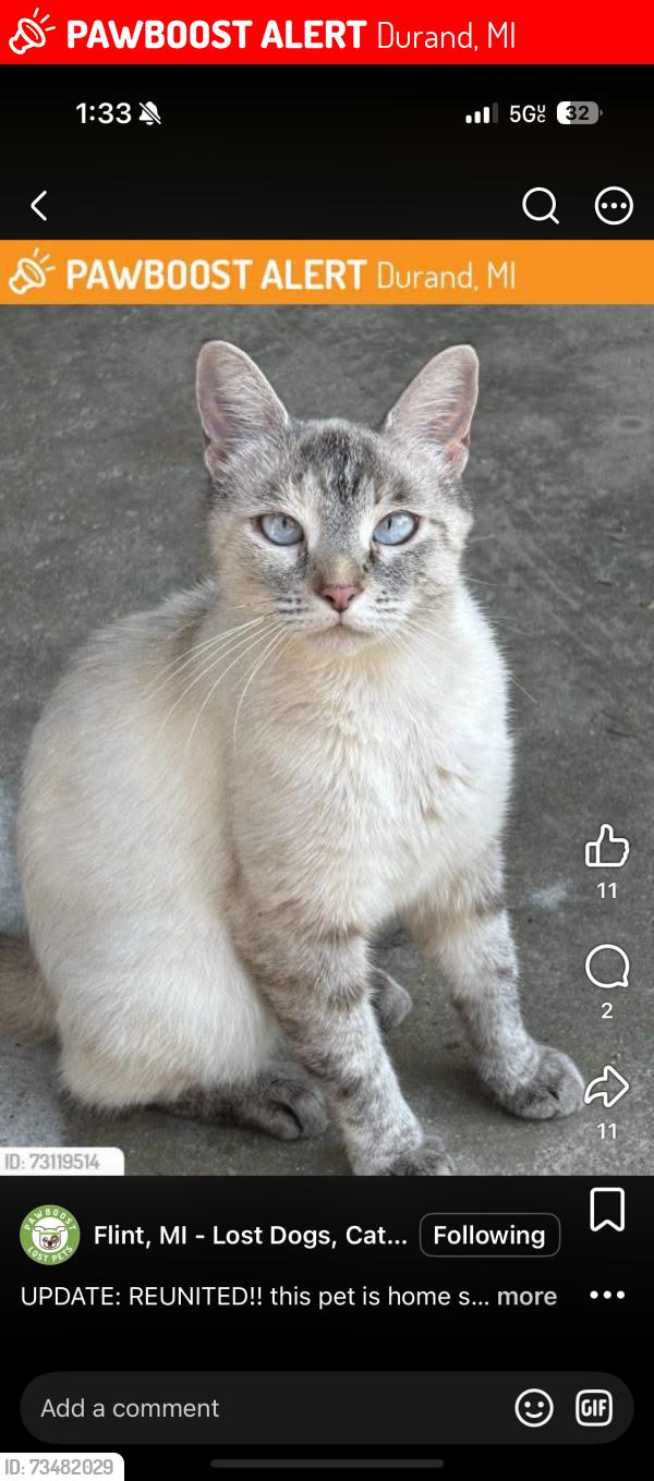 Lost Female Cat last seen Sheridan/hill rd Durand mi, Durand, MI 48429
