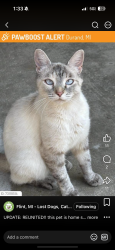 Lost Female Cat last seen Sheridan/hill rd Durand mi, Durand, MI 48429