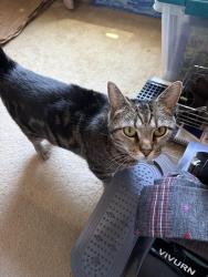 Lost Female Cat last seen Old Farmers Road, Clarksville, TN 37043