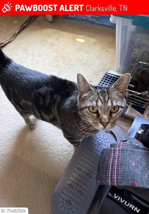 Lost Female Cat last seen Old Farmers Road, Clarksville, TN 37043