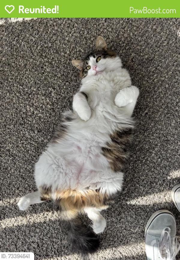 Reunited Female Cat last seen Canterbury Court apmts, Bellingham, WA 98225