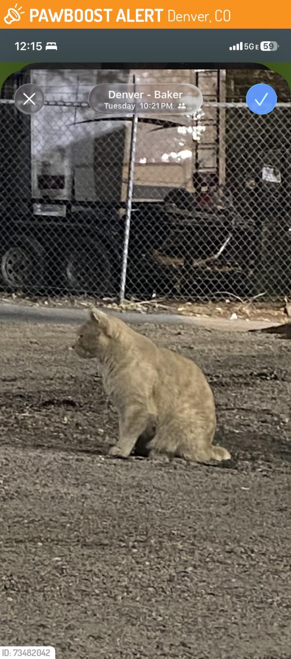Found/Stray Male Cat last seen baker movement gym under the highway underpass, Denver, CO 80204