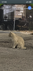 Found/Stray Male Cat last seen baker movement gym under the highway underpass, Denver, CO 80204