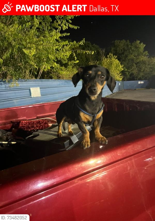 Lost Male Dog last seen Military and Buckner, Dallas, TX 75227