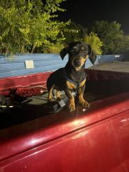 Lost Male Dog last seen Military and Buckner, Dallas, TX 75227