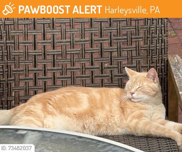 Found/Stray Male Cat last seen Near Butcher and Bar Keep, Harleysville, PA 19438