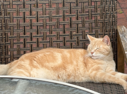 Found/Stray Male Cat last seen Near Butcher and Bar Keep, Harleysville, PA 19438