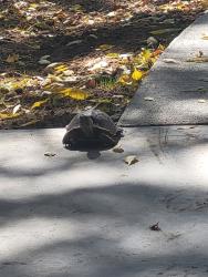 Found/Stray Unknown Other last seen Prospect & overland, Fort Collins, CO 80526