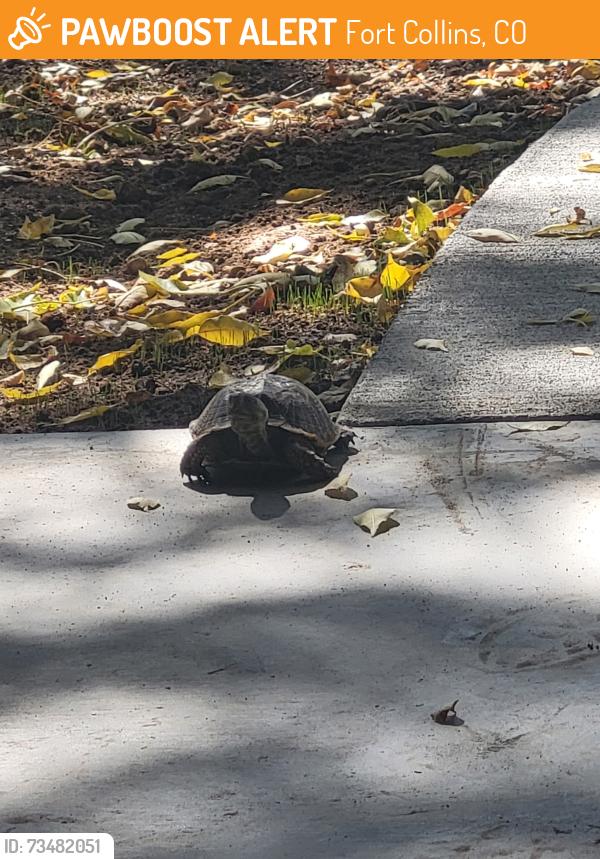 Found/Stray Unknown Other last seen Prospect & overland, Fort Collins, CO 80526