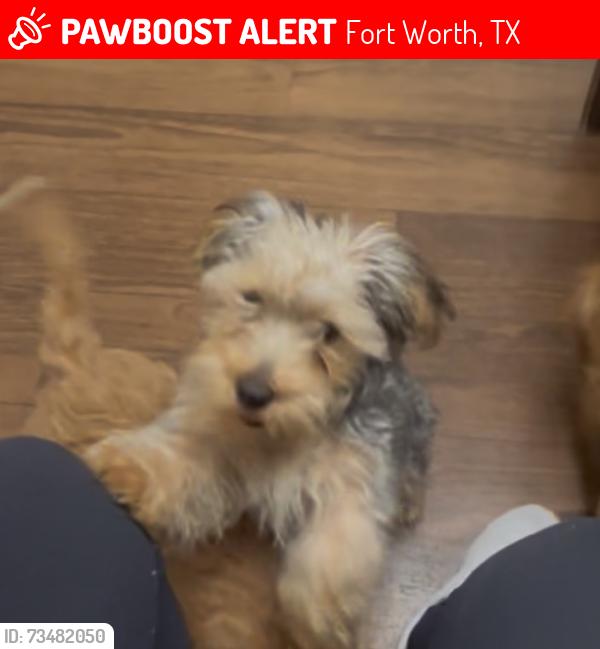 Lost Male Dog last seen Rushing river Fort Worth 76118, Fort Worth, TX 76118