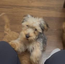 Lost Male Dog last seen Rushing river Fort Worth 76118, Fort Worth, TX 76118