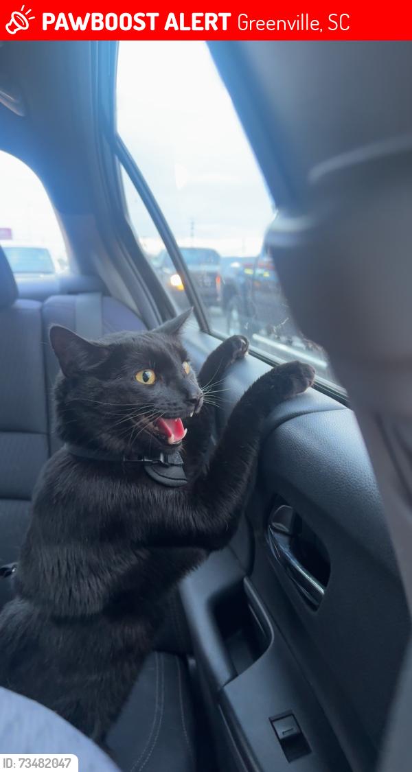 Lost Male Cat last seen Gold shiny chain, Greenville, SC 29611