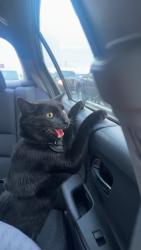 Lost Male Cat last seen Gold shiny chain, Greenville, SC 29611