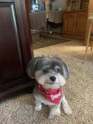 Lost Male Dog last seen Near block and south Estelle/Mottis, Wichita, KS 67211