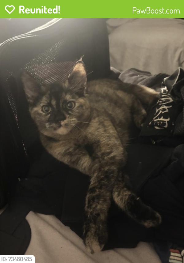 Reunited Female Cat last seen Grand Ave. by Circle K, Lake Elsinore, CA 92530