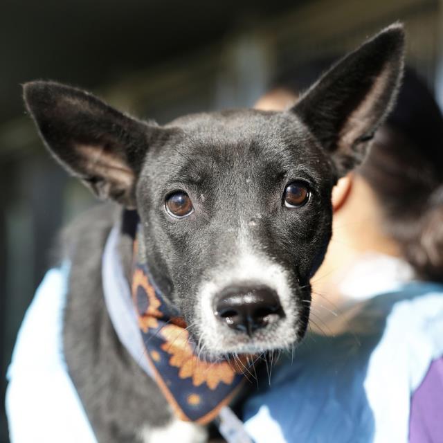 Shelter Stray Female Dog last seen CONSUELO AND CULEBRA, 4710 TX-151, San Antonio, TX 78227, USA