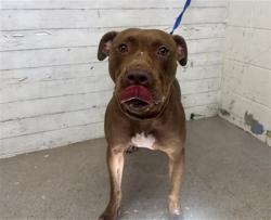 Shelter Stray Female Dog last seen Near BLOCK HWY AND DEL ROSA, 333 Chandler Pl, San Bernardino, CA 92408, USA