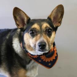 Shelter Stray Female Dog last seen Near BLOCK HILLCREST DR * BITE REPORT NEEDS TO BE CREATED*, 4710 TX-151, San Antonio, TX 78227, USA
