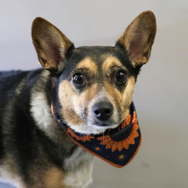 Shelter Stray Female Dog last seen Near BLOCK HILLCREST DR * BITE REPORT NEEDS TO BE CREATED*, 4710 TX-151, San Antonio, TX 78227, USA