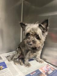 Shelter Stray Female Dog last seen , 14409 Vanowen St, Van Nuys, CA 91405, USA