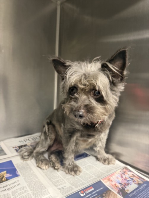 Shelter Stray Female Dog last seen , 14409 Vanowen St, Van Nuys, CA 91405, USA